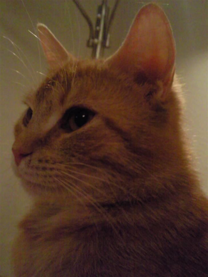 Huskat Lost in snow alone - Lisa billede 1