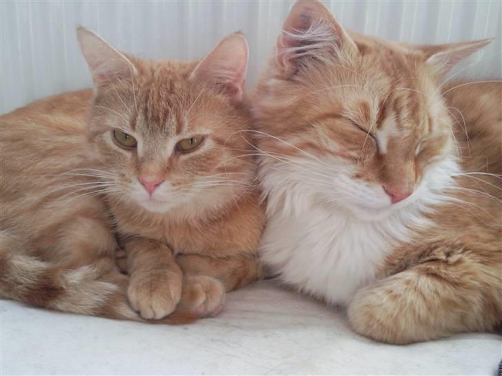 Huskat Lost in snow alone - Lisa billede 2