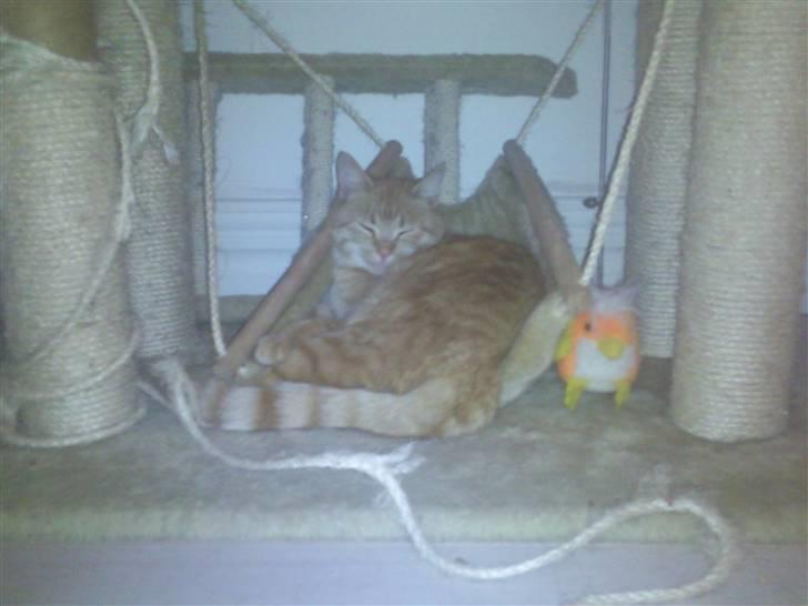 Huskat Lost in snow alone - Lisa billede 3