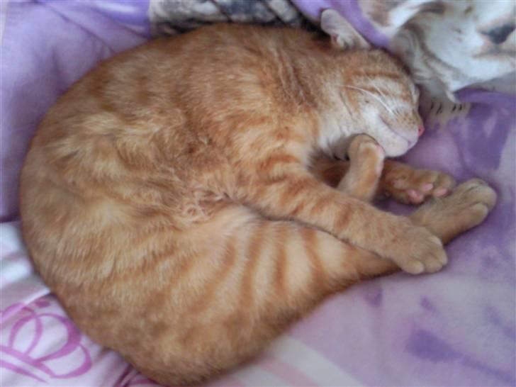 Huskat Lost in snow alone - Lisa billede 4