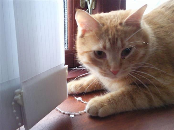 Huskat Lost in snow alone - Lisa billede 5