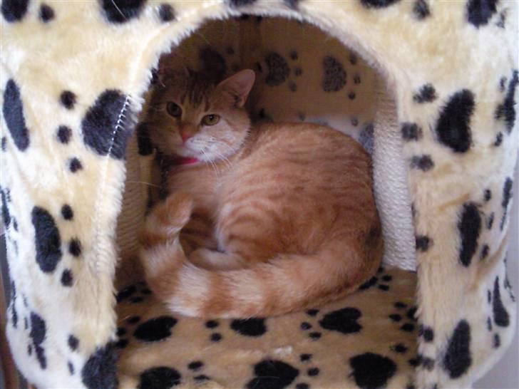 Huskat Lost in snow alone - Lisa billede 6