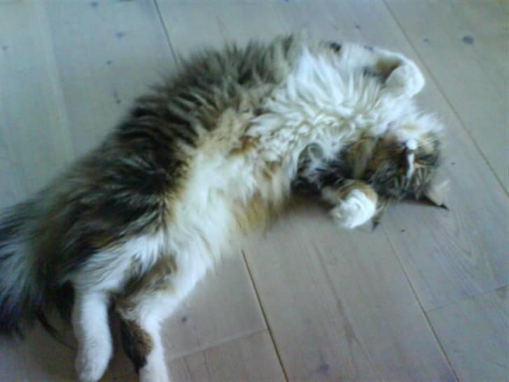Maine Coon Melanie billede 12