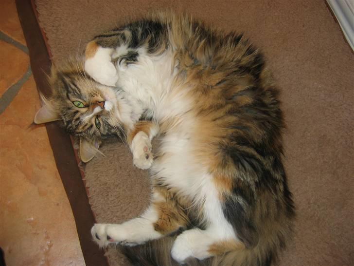 Maine Coon Melanie billede 13