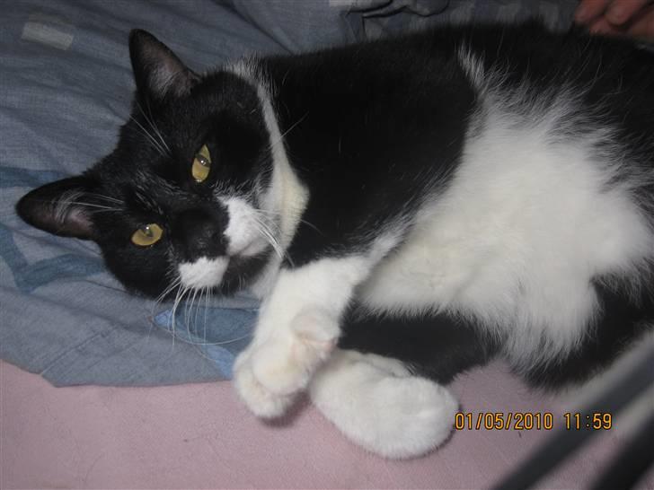 Huskat Trold A.K.A Kitten billede 1