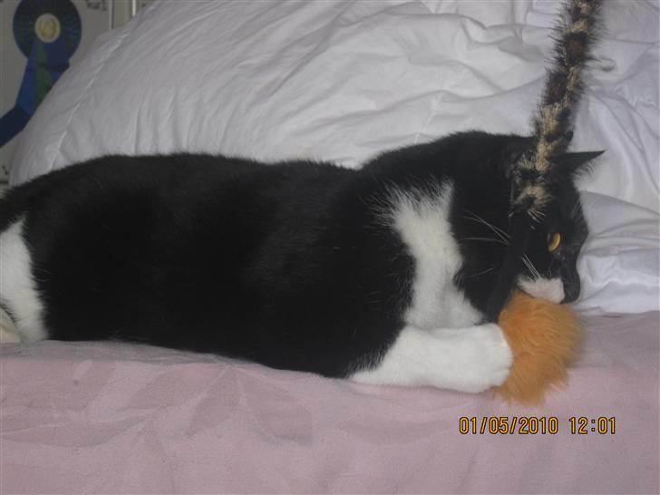 Huskat Trold A.K.A Kitten billede 2