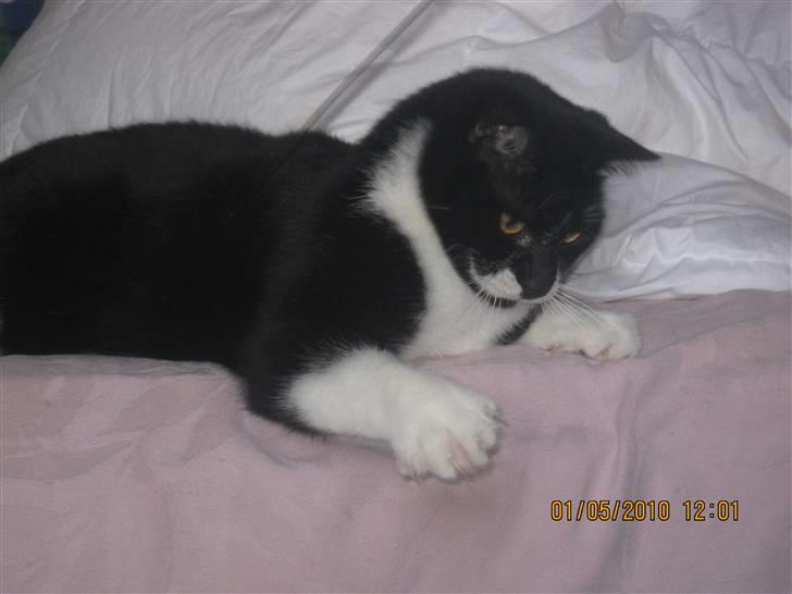 Huskat Trold A.K.A Kitten billede 3