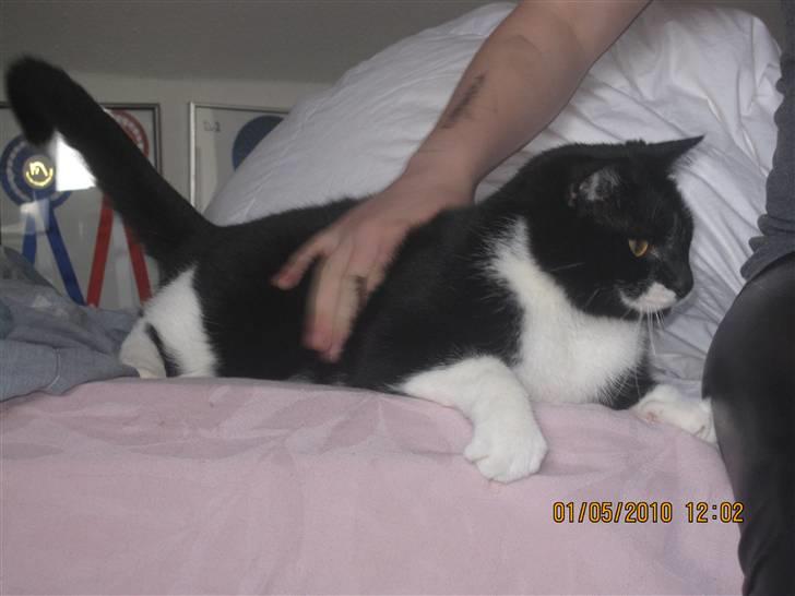 Huskat Trold A.K.A Kitten billede 4