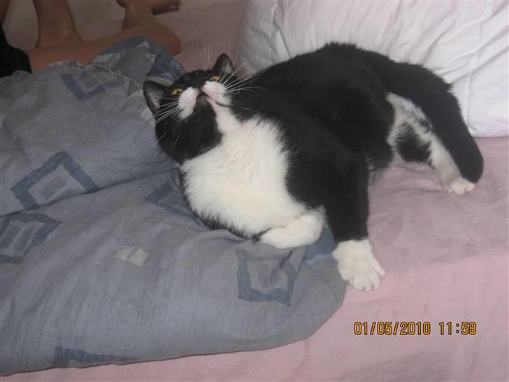 Huskat Trold A.K.A Kitten billede 5