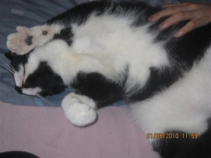 Huskat Trold A.K.A Kitten billede 6