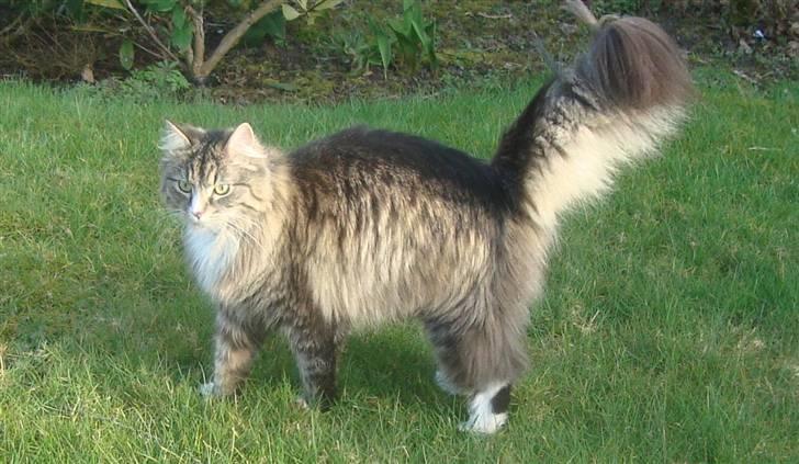 Norsk Skovkat Casey billede 2