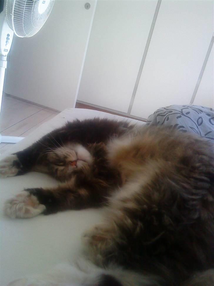 Norsk Skovkat Casey billede 3