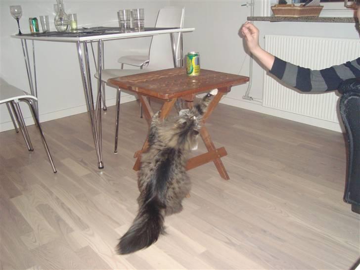 Norsk Skovkat Casey billede 4