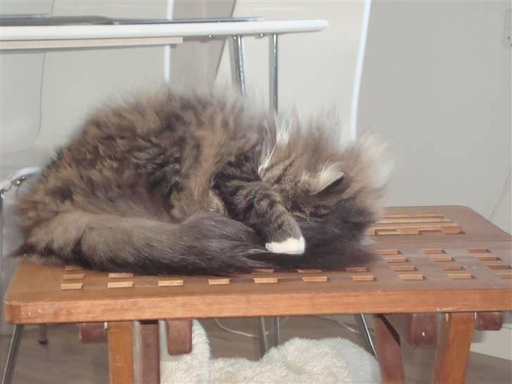 Norsk Skovkat Casey billede 5