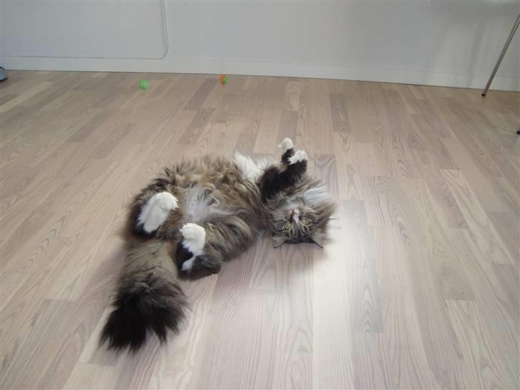 Norsk Skovkat Casey billede 6