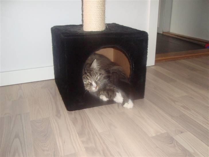 Norsk Skovkat Casey billede 7