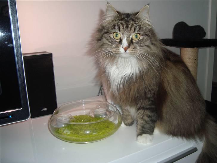 Norsk Skovkat Casey billede 8