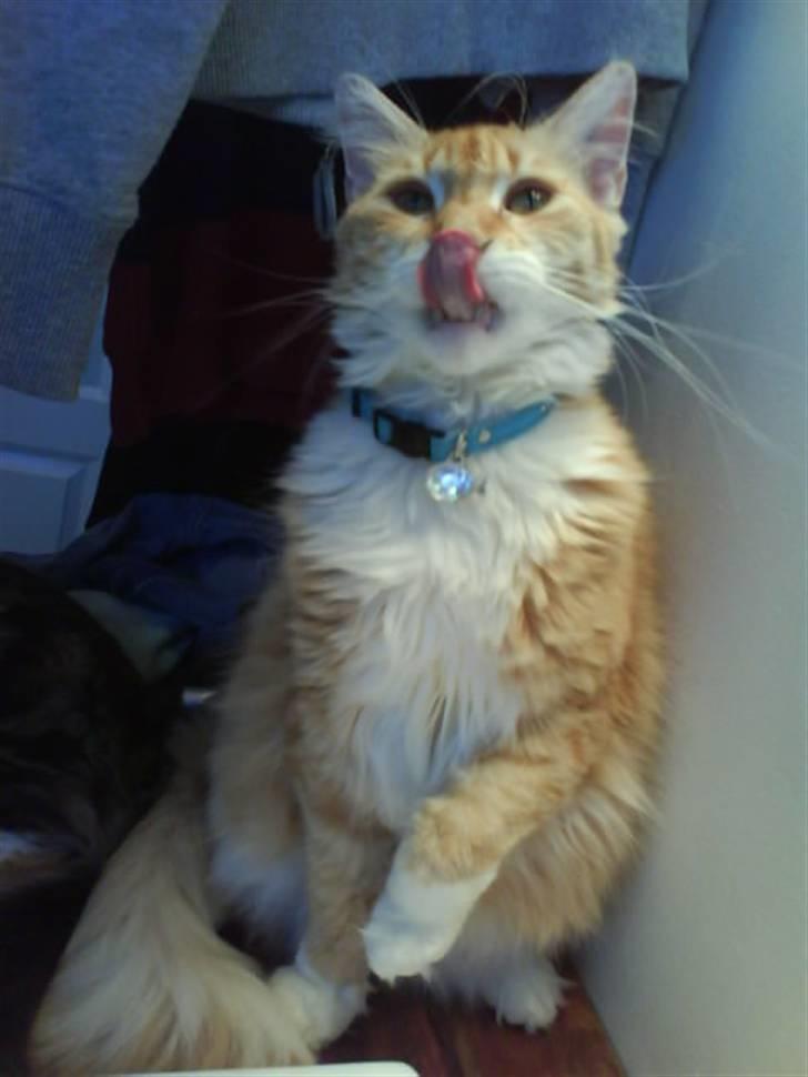 Blanding af racer Enya billede 13