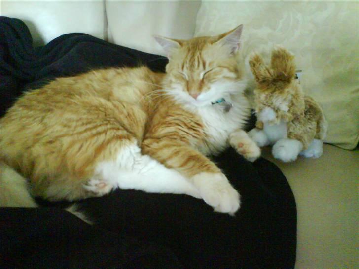 Blanding af racer Enya billede 14