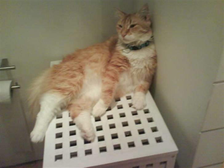 Blanding af racer Enya billede 15