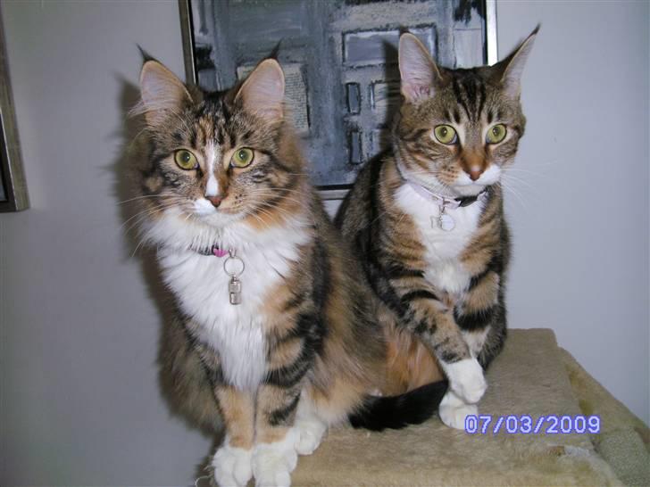 Blanding af racer Olivia - Min søster Melanie og jeg (: billede 7