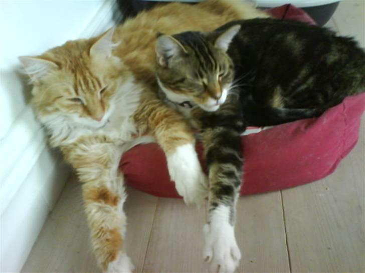 Blanding af racer Olivia billede 8