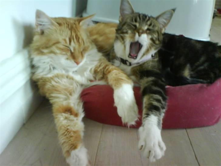 Blanding af racer Olivia billede 9