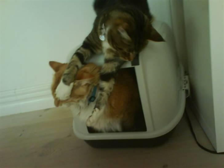 Blanding af racer Olivia billede 10