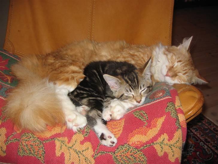 Blanding af racer Enya - Jeg passer altid på husets killinger, her ligger jeg med min lillesøster Olivia (: billede 16