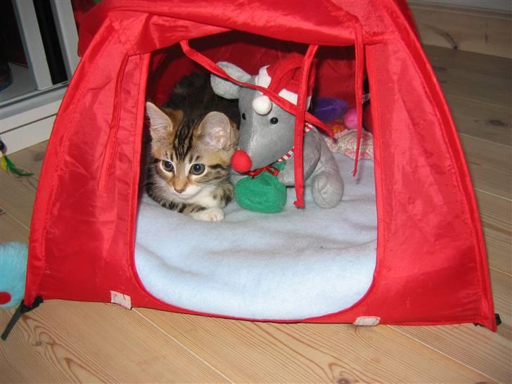 Blanding af racer Olivia - Mig som killing på camping med min julemus! ^_^ billede 11