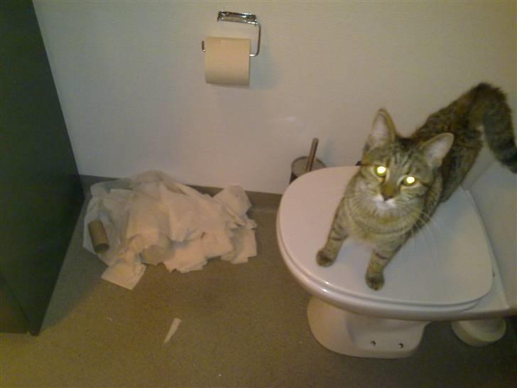 Blanding af racer Müsli - uskyldig kat;-) billede 13