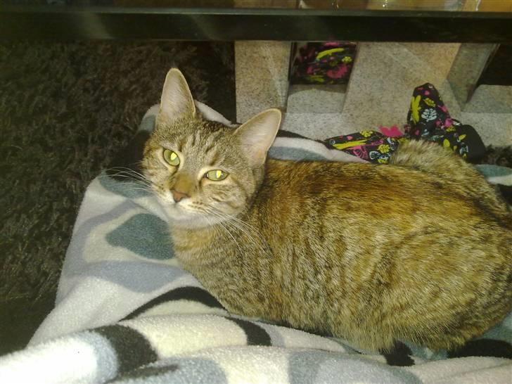 Blanding af racer Müsli - hygge.. billede 14