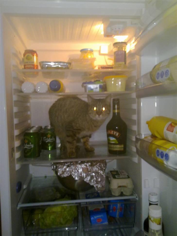 Blanding af racer Müsli - uartig kat!  billede 15