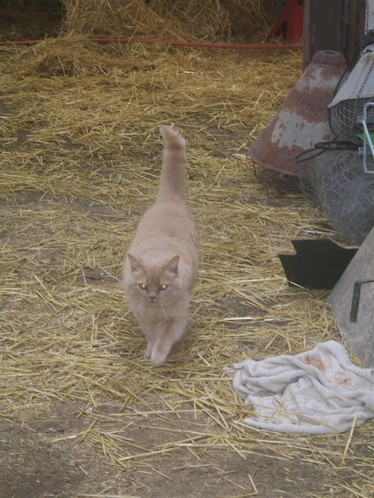 Blanding af racer Fifi billede 5