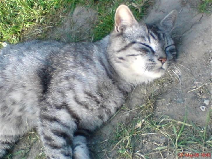 Huskat Toulouse - En dejlig sommerdag Bare ligge og nyde solen! (; billede 1