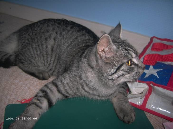 Huskat Toulouse billede 2