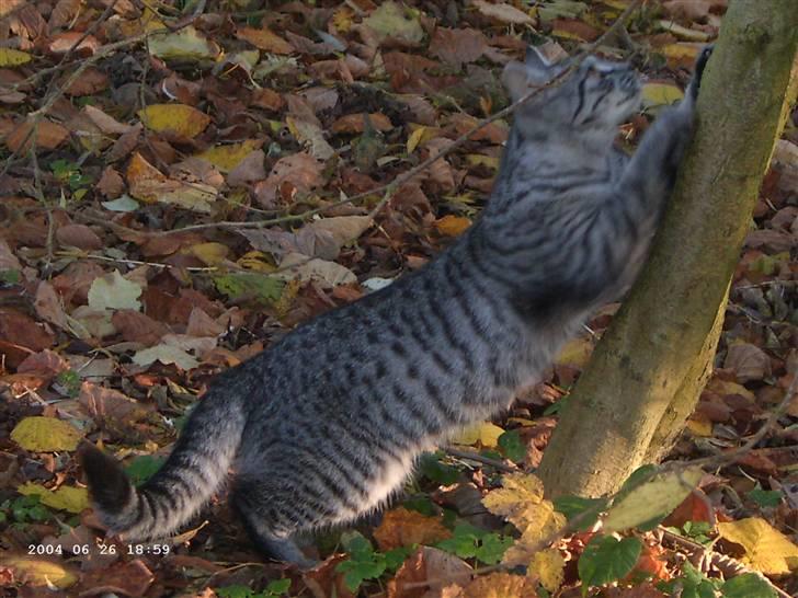 Huskat Toulouse - Efterårsdag fik lige lyst til at strække sig (; billede 3