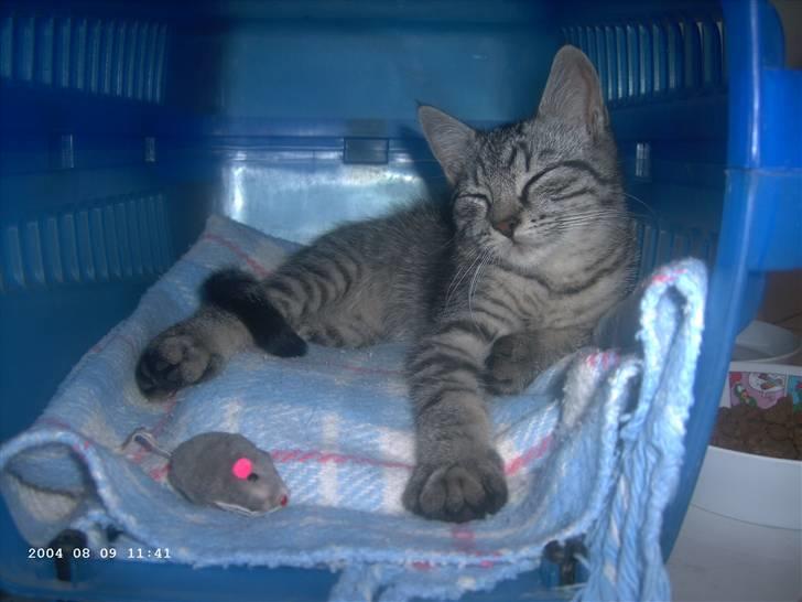 Huskat Toulouse - Toulouse den første dag vi fik ham ;D en dejlig lille Killing :b billede 4