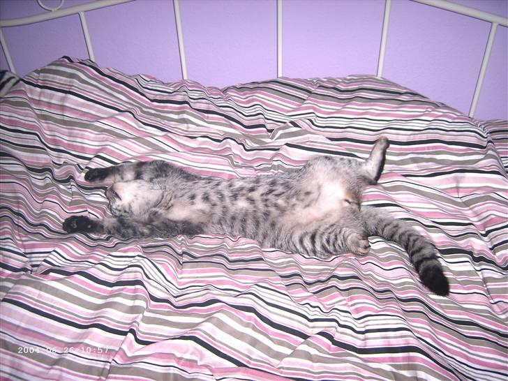 Huskat Toulouse - Toulouse nytårs aften ved ikke lige hvad der gik galt for ham ;D billede 5