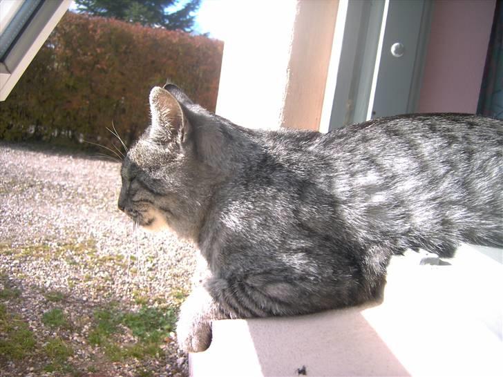 Huskat Toulouse - Toulouse der ligger halvt inde og halvt ude af vinduet ;b  billede 6