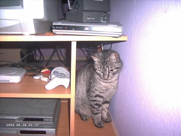 Huskat Toulouse - Toulouse der kigger på et eller andet (; billede 7