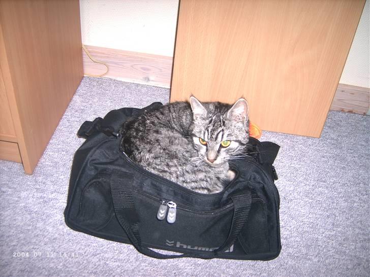 Huskat Toulouse - Toulouse i min lillesøsters taske  billede 8