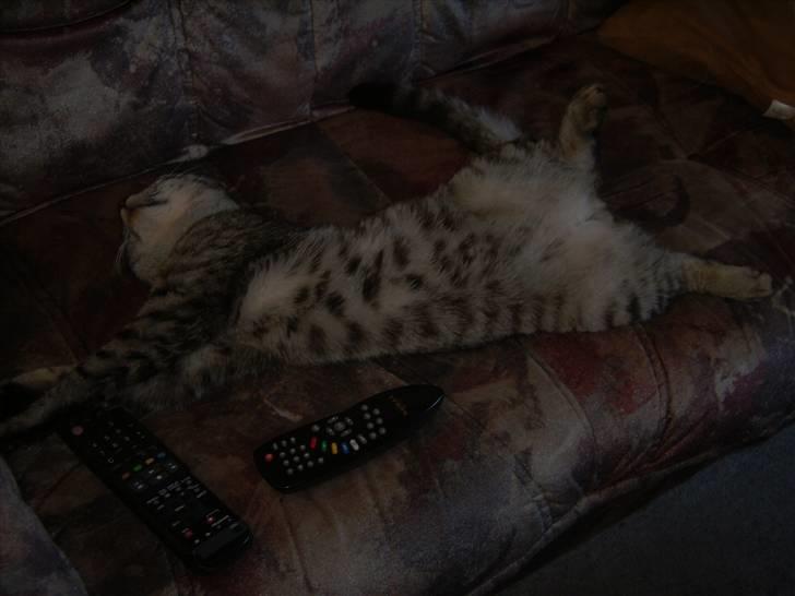 Huskat Toulouse - Toulouse der slapper af! ;b billede 9