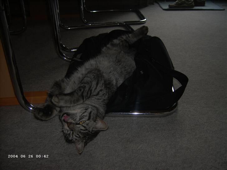 Huskat Toulouse - Toulouse som ligner en farlig misser (han gaber bare) (: billede 10