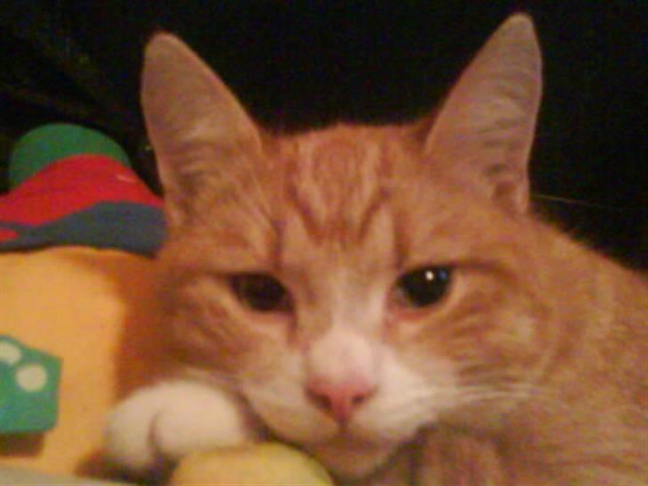 Huskat Simon - Simon der er lige ved at falde i søvn! billede 1