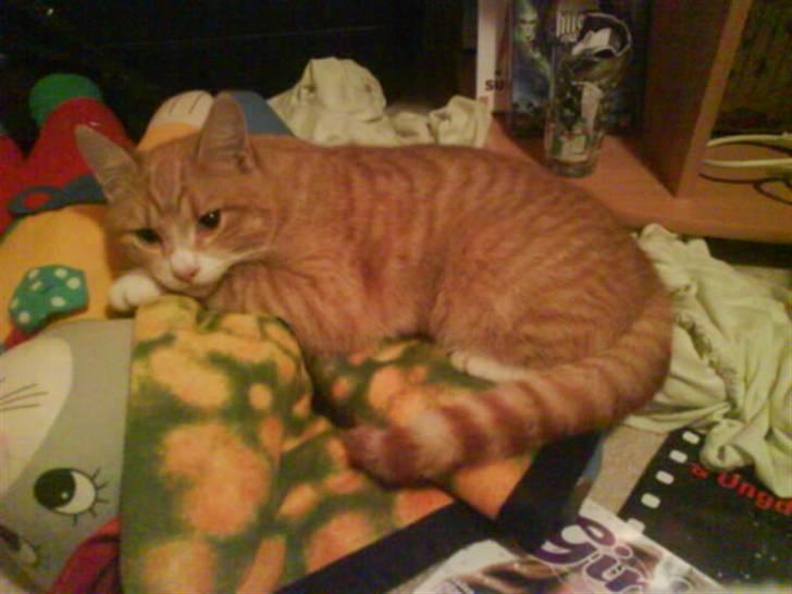 Huskat Simon - Simon der slapper af :) billede 2