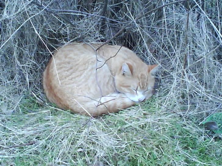 Huskat Simon - Simon syntes det var dejligt at være ude sammen med os ;) billede 3