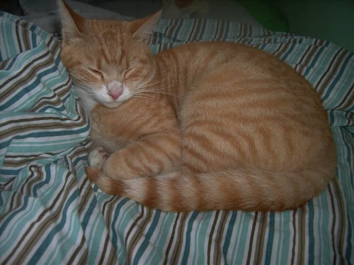 Huskat Simon - zzzz simon tar en slapper :) billede 4