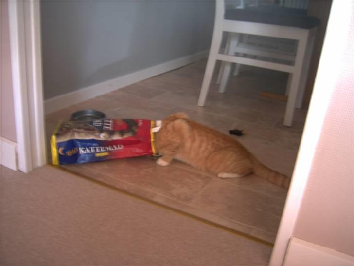 Huskat Simon - haha simon kunne ikke få nok mad xD billede 5
