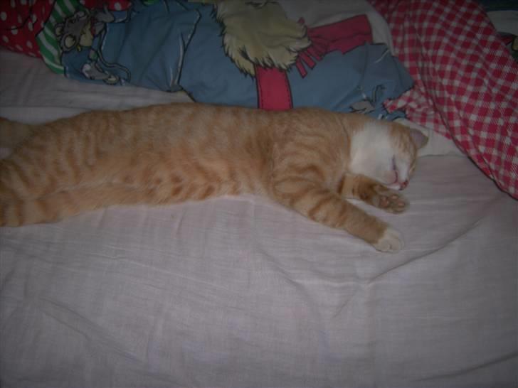 Huskat Simon - simon der sover billede 6